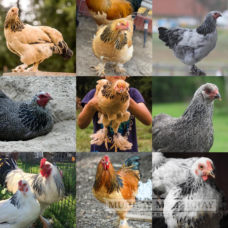 McMurray Hatchery Assorted Brahma Bantams
