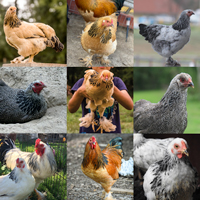 McMurray Hatchery Assorted Brahma Bantams