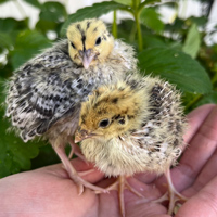 McMurray Hatchery Assorted 3-week-old Coturnix Quail Chicks