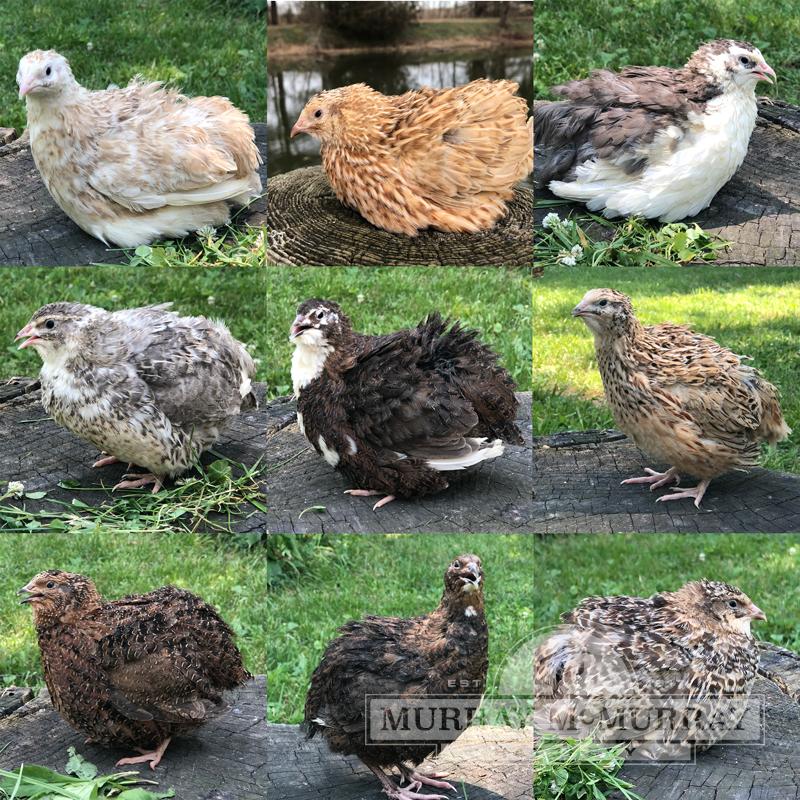McMurray Hatchery Assorted Coturnix Quail Chicks