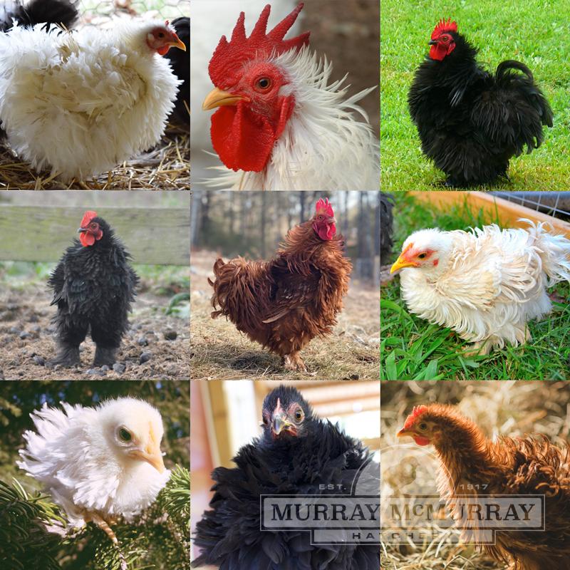 McMurray Hatchery Assorted Frizzle Cochin Bantams