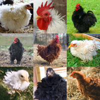 McMurray Hatchery Assorted Frizzle Cochin Bantams