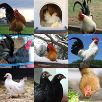 McMurray Hatchery Assorted Japanese Bantam Chicks