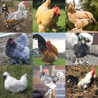 McMurray Hatchery Assorted Purebred Bantams