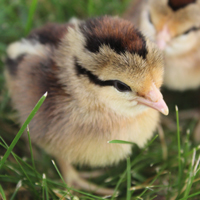 McMurray Hatchery BB Red Modern Game Baby Chicks
