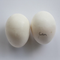 McMurray Hatchery BB Red Modern Game Chicken Eggs