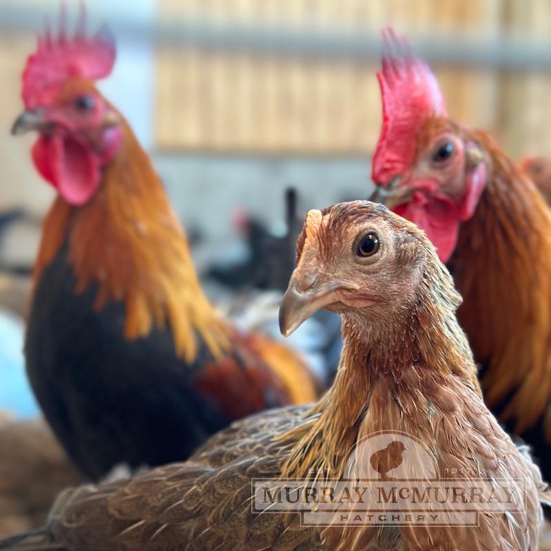 McMurray Hatchery BB Red Modern Game Chickens