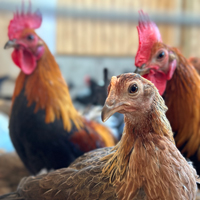 McMurray Hatchery BB Red Modern Game Chickens