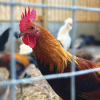 McMurray Hatchery BB Red Modern Game Cockerel