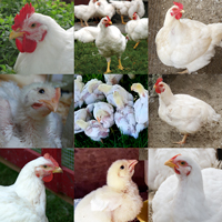 McMurray Hatchery BBQ Special Assorted Cornish Cross Chicks