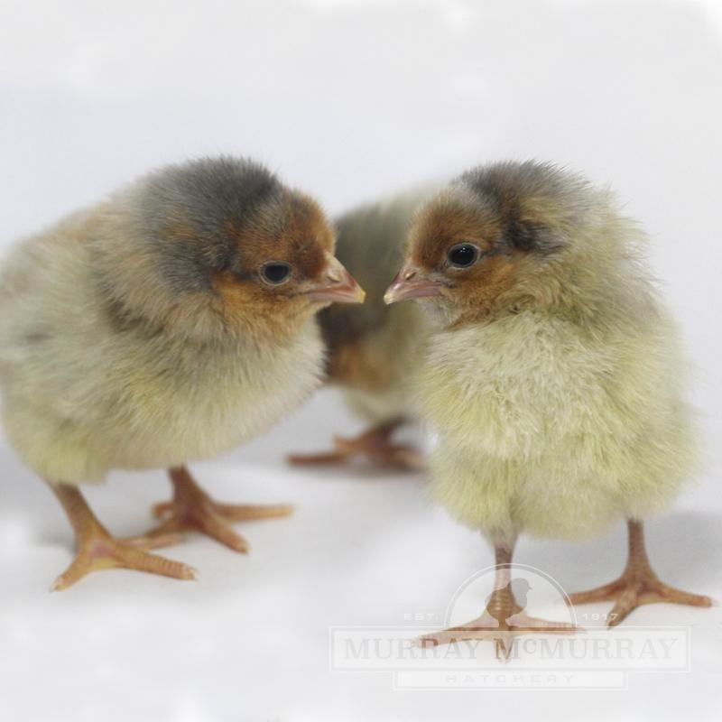 12 Fresh Chicken Hatching Eggs Barnyard mix possible BLUE LACED RED WYANDOTTE 