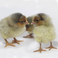 McMurray Hatchery Blue Laced Red Wyandotte Baby Chicks