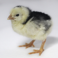 McMurray Hatchery Ancona Baby Chick
