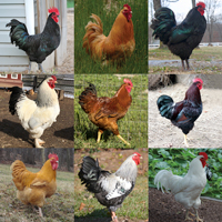 McMurray Hatchery All Heavies Male Baby Chick Assortment