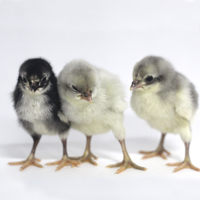 McMurray Hatchery Blue Andalusian Baby Chicks