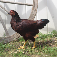 McMurray Hatchery Bantam Chickens | Rhode Island Red Bantams