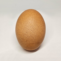 McMurray Hatchery Barnevelder Chicken Egg