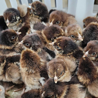 McMurray Hatchery Barnevelder Day-Old Baby Chicks
