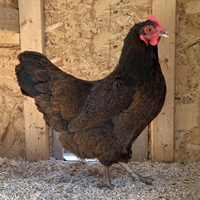 McMurray Hatchery Barnevelders
