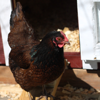 McMurray Hatchery Barnevelder Pullet