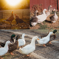 McMurray Hatchery Barnyard Combinations