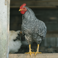 McMurray Hatchery Bantam Chickens | Barred Plymouth Rock Bantam