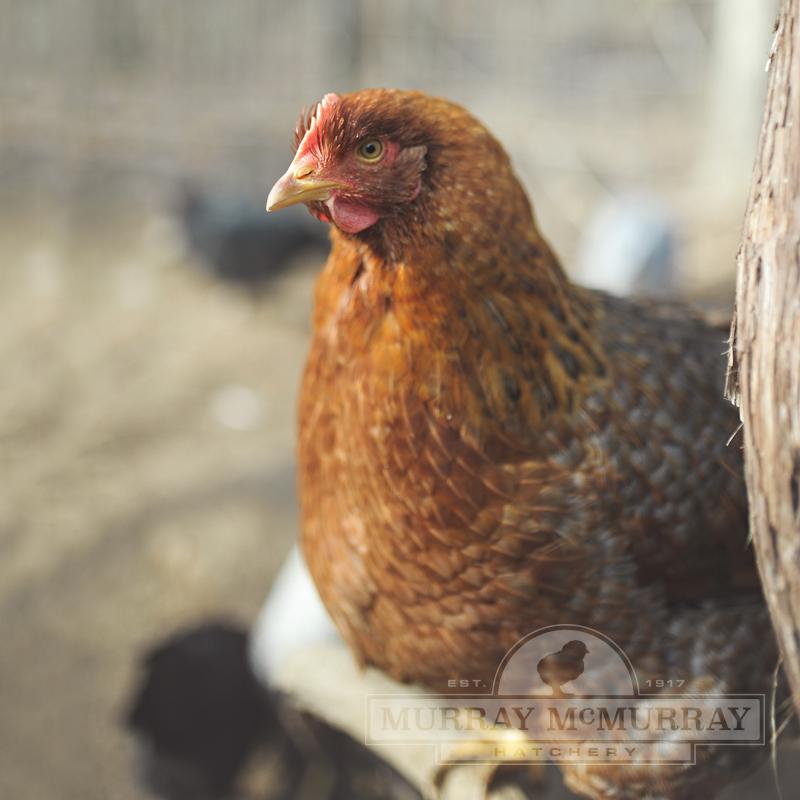 McMurray Hatchery Bielefelder 18-Week-Old Hen