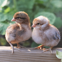 McMurray Hatchery Bielefelder Day-Old Baby Chicks