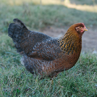 McMurray Hatchery Bielefelder Hen