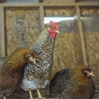 McMurray Hatchery 18-Week-Old Bielefelder Rooster and Hens