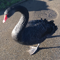 McMurray Hatchery Australian Black Swans