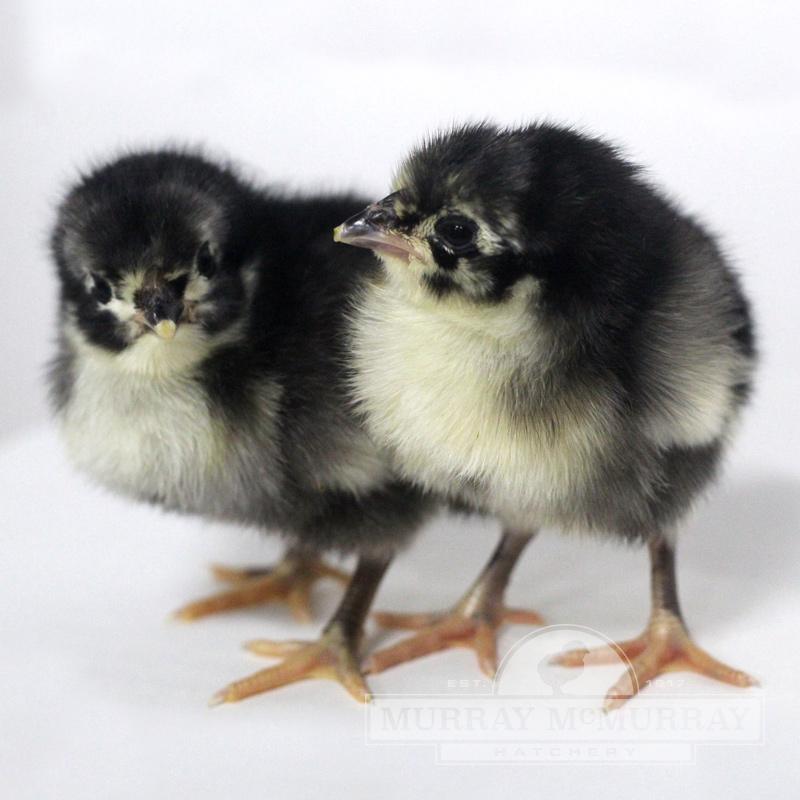 Black Australorp Hens