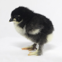 McMurray Hatchery Black Cochin Baby Chick