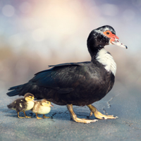 McMurray Hatchery Black Muscovy Duck