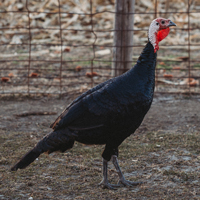 McMurray Hatchery Black Spanish Turkey