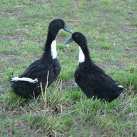 McMurray Hatchery Black Swedish Ducks