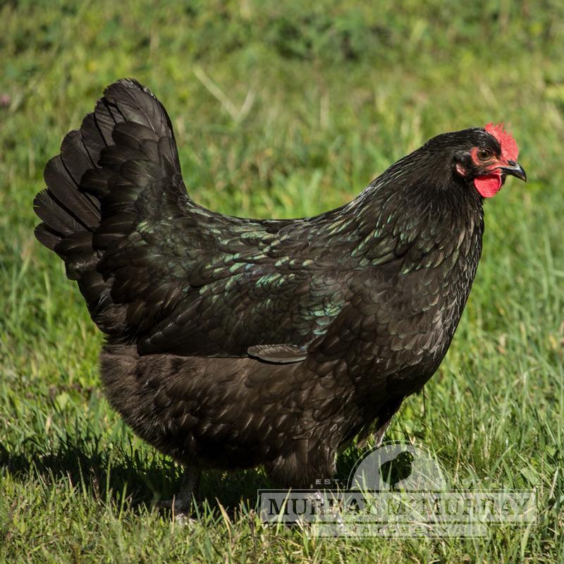 McMurray Hatchery | Best Egg Laying chicken breeds | Black Australorp
