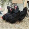 McMurray Hatchery Black Australorp chickens