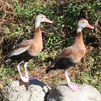 McMurray Hatchery Black Bellied Whistling Tree Ducks