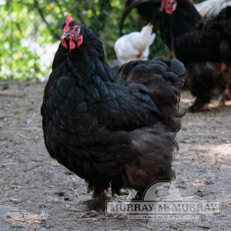 McMurray Hatchery Black Cochin Chicken