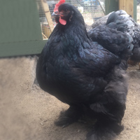McMurray Hatchery Black Cochin Chicken