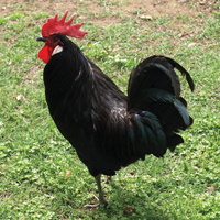 McMurray Hatchery Black Minorca Rooster