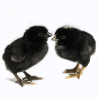 McMurray Hatchery Black Star Baby Chicks