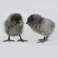 McMurray Hatchery Blue Ameraucana Baby Chicks