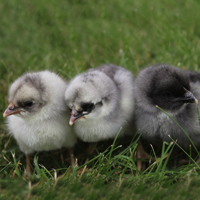 McMurray Hatchery Blue Andalusian Baby Chicks