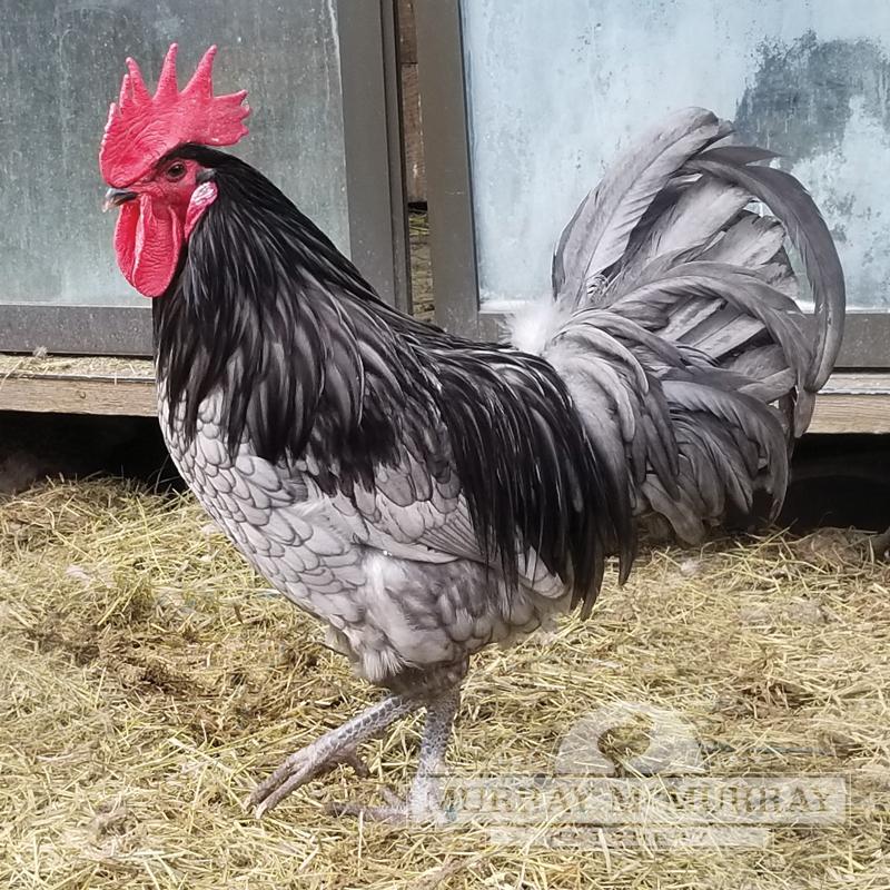McMurray Hatchery Blue Andalusian Cockerel