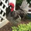 McMurray Hatchery Blue Andalusian rooster