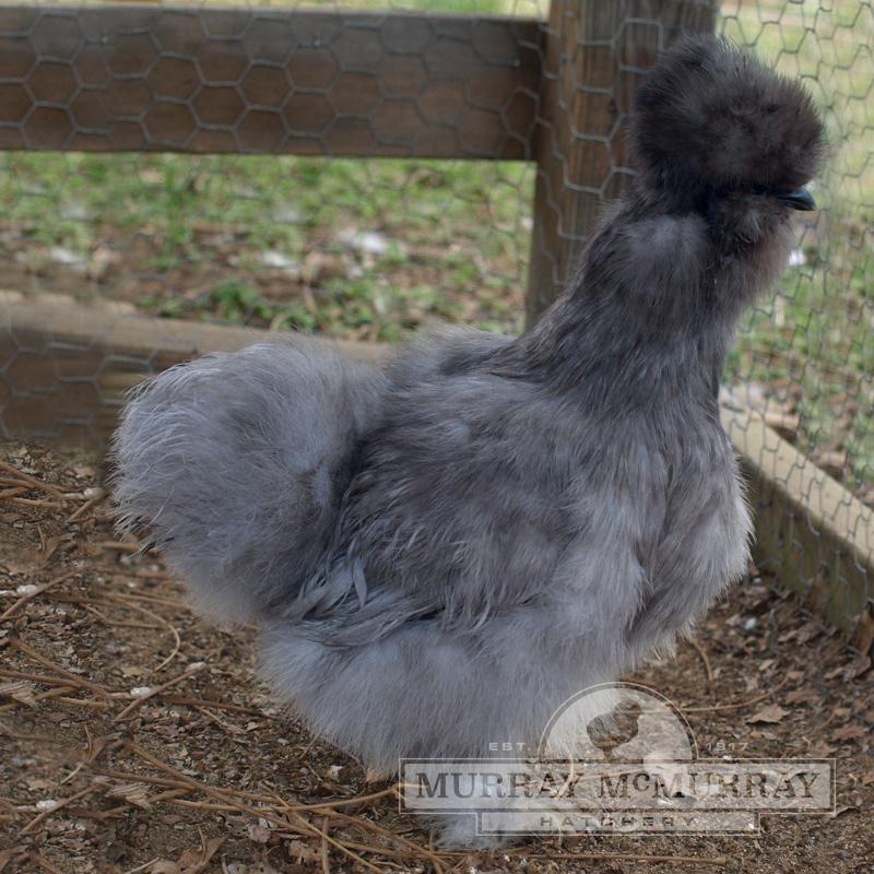 2 SILKIE CHICKEN SADDLE HEN APRON FEATHER PROTECTION HATCHING EGGS POULTRY USA 