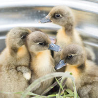 McMurray Hatchery Blue Swedish Ducklings