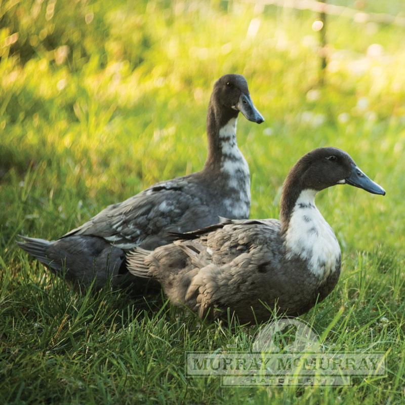 McMurray Hatchery Blue Swedish Ducks